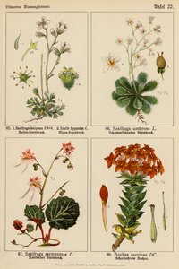 Saxifraga Decipiens、Saxifraga Hypnodes、Saxifraga Umbrosa、Saxifraga Sarmentosa、Rochea Coccinea（彩色石版画） 作者 （之后）德国学校