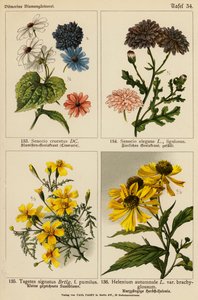 Senecio Cruentus、Senecio Elegans、Tagetes Signatus、Helenium Autumnale（彩色石版画） 作者 （之后）德国学校