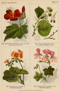 Sphaeralcea Umbellata、Tilia Platyphyllos、Pelargonium Zonale、Pelargonium Peltatum（彩色石版画） 作者 （之后）德国学校