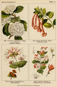 荚蒾、花叶苘麻、忍冬、鞑靼忍冬（彩色石版画） 作者 （之后）德国学校