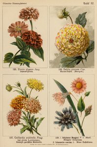 Zinnia Elegans、Dahlia Pinnata、Gaillardia Pulchella、Helipterum Manglesii、Catananche Coerulea（彩色石版画） 作者 （之后）德国学校