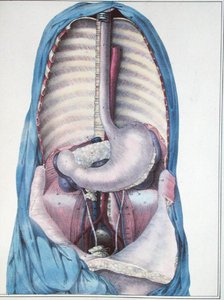 食道和胃的解剖图，摘自朱尔斯-克洛凯（1790-1883）的《人体解剖学描述手册》，由G. de Frey刻制。 作者 （后）海斯林