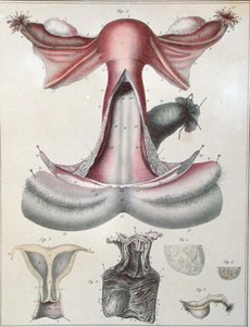 子宫解剖图，摘自朱尔斯-克洛凯（1790-1883）的《人体解剖学描述手册》，由G. de Frey刻制。 作者 （后）海斯林