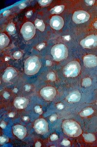 夜空 作者 德特勒夫·B·费舍尔