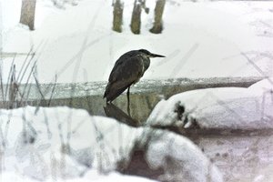 雪中的灰鹭