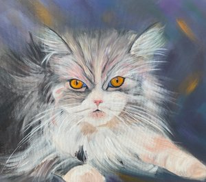 缅因浣熊猫