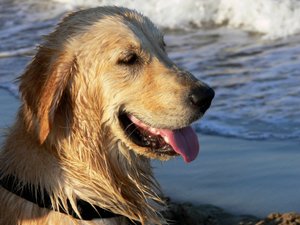 金毛寻回猎犬