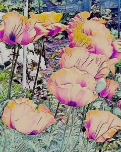 罂粟花 作者 玛格丽特乌利亚特