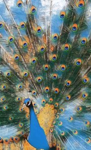 Pavo Real. 作者 玛格丽特乌利亚特
