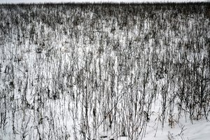 一月份 作者 