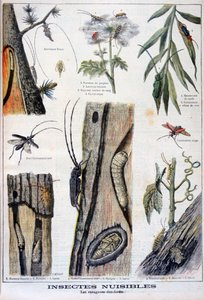 破坏森林的有害昆虫, 1897年 作者 克莱门特