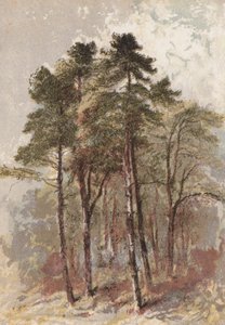 杉树群（chromolitho） 作者 亚伦·埃德温·彭利