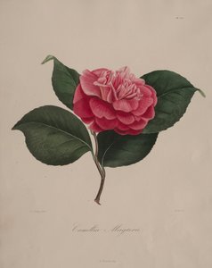 山茶属的图像：1839年至1843年，第171号。 作者 洛朗·贝勒（AbbéLaurent）
