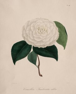 山茶属的肖像：1943年第194-1843号。 作者 洛朗·贝勒（AbbéLaurent）