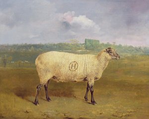 带有会标“H”的奖品母羊，属于1812年艾塞克斯哈林伯里广场JA Houblon先生