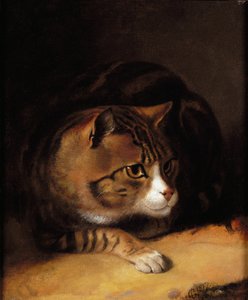 一只虎斑猫