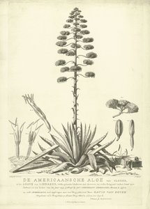 开花的美洲芦荟，1757 年
Clusius 的美洲芦荟或林奈的龙舌兰（......）于 1757 年夏季开花，作者是莱顿的花商 Jac：Schuurmans Stkehooven（标题见实物） 作者 奥古斯蒂尼