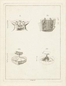 植物横切面 作者 德克·柯伊伯斯