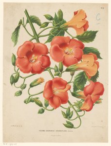 木犀属
Tecoma (bignonia) grandiflora（物上标题） 作者 JB沃尔特斯