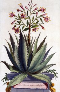 芦荟Serrata主要伞形花序，来自&39;Phytographia Curiosa&39;，出版于1702年
