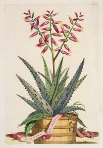 芦荟（Aloe Vera Costa Spinosa），出自《植物志》（Phytographia Curiosa），1702年出版（彩色版画）。
