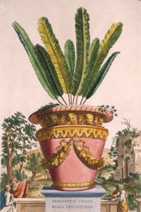 Hemionitis Crispa Media Obtusifolia，来自&39;Phytographia Curiosa&39;，出版于1702年