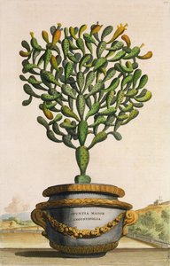 Opuntia Maior Augustifolia，来自Phytographia Curiosa，出版于1702年