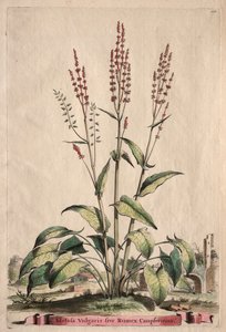 植物检疫：醋栗寻常型朗美丝Campferinus。