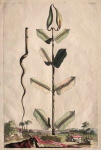 Phytographia好奇：扩频Virginianum。