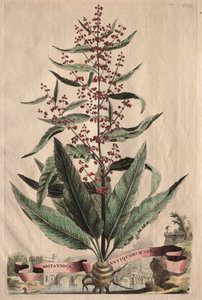 古植物志：不列颠古植物志》（Phytographia Curiosa: Britannica Antiquorum Vera