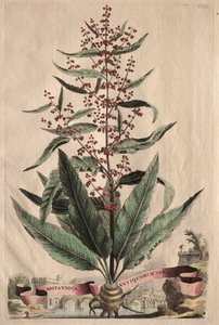 Phytographia好奇：英国千古不变的真理。