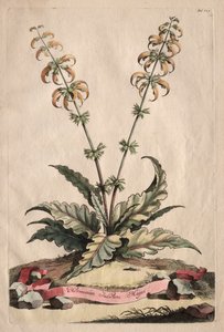 古植物图鉴》：Horminum Indicum Majus 作者 亚伯拉罕·蒙廷