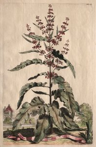 奇花异草：Lapathum Longifolium Crispum
