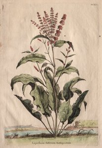 古植物志》：古腊梅