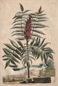 奇花异草：苏马乔木