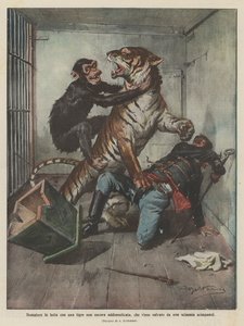 塔梅尔与一只尚未驯服的老虎挣扎，被一只黑猩猩拯救