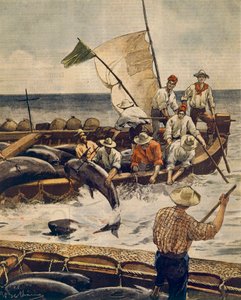 Achille Beltrame（1871-1945 年）在撒丁岛皮亚纳岛的非凡蓝鳍金枪鱼捕捞活动，来自 La Domenica del Corriere，1900 年 6 月 30 日 作者 阿基里·贝尔特拉姆（Achille Beltrame）
