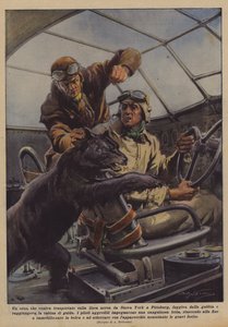 从纽约到匹兹堡的航空公司运输的一只熊正在逃离笼子？
