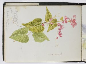 水彩速写本，素描和笔记，墨西哥，1896-1898 年（水彩） 作者 阿黛拉·布雷顿（Adela Breton）