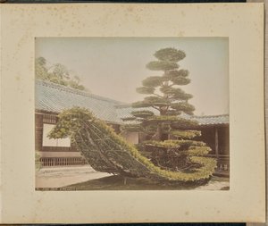 松树，金阁寺 作者 阿道夫·法萨里（Adolfo Farsari）