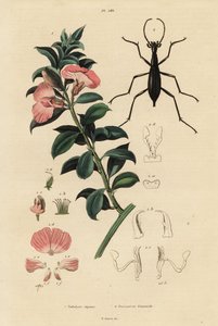 海角缎灌木和甲虫 作者 阿道夫（后）薯条