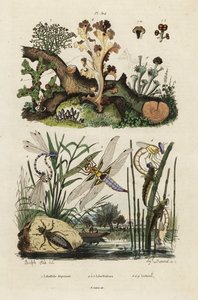 追逐者、撇渣者和地衣，1834-1839（雕刻） 作者 阿道夫（后）薯条