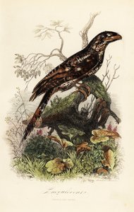巴布亚蛙口鱼 Podargus papuensis 作者 阿道夫（后）薯条