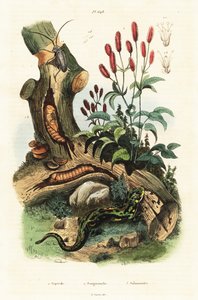 蝾螈、甲虫和大蝾螈。 作者 阿道夫（后）薯条