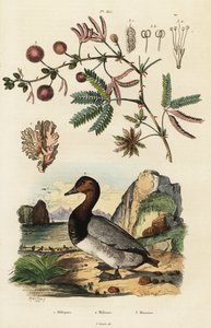 海姜、潜鸭和敏感植物。 ,1834-1839（雕刻） 作者 阿道夫（后）薯条