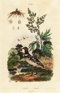 南美花鹬和中国大黄。 作者 阿道夫（后）薯条