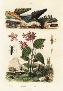 小号蜗牛、兵甲虫和 Clidemia，1834-1839 年（雕刻） 作者 阿道夫（后）薯条