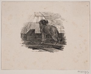 贵宾犬 作者 阿道夫·基滕多夫