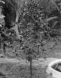 牙买加咖啡树，约建于1905年。 作者 阿道夫·杜珀利和儿子