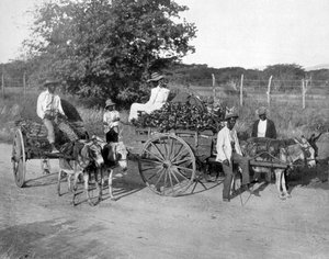 木制手推车，牙买加，c1905。 作者 阿道夫·杜珀利和儿子